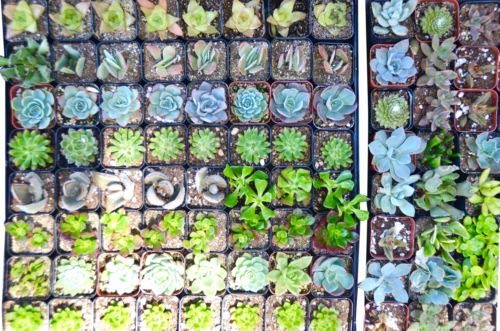 128 Succulent Variety Pack - 20 Pot