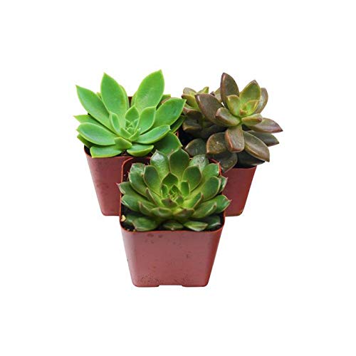 3 Succulent Variety Pack - 20 Pot for Your Live House Plant Collection