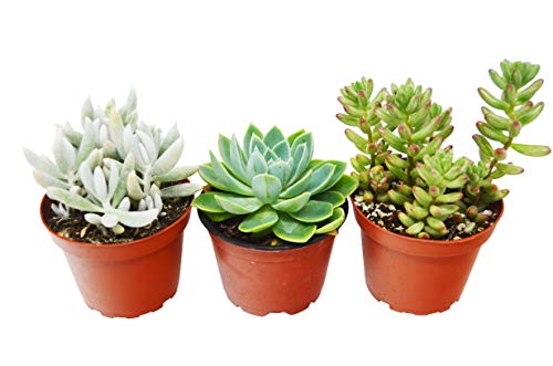 3 Succulent Variety Pack  4 PotLive Home and Garden Plan