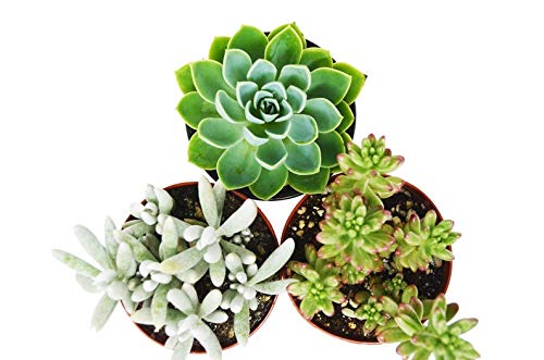 3 Very Admirable Succulent Variety Pack 4 Pot Live Plant
