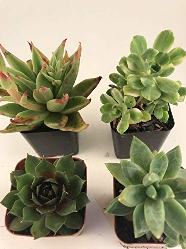 4 Beautiful Assorted Succulents Variety Pack 2 Pots Live Plant