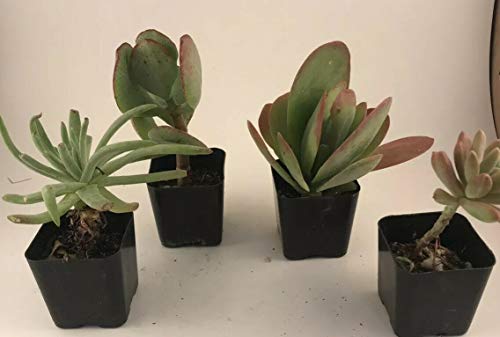 4 Very Graceful Variety Succulent Pack Wedding Party 2 Pot
