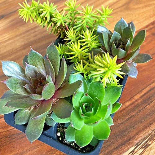 4 pcs Live Hardy Succulent Variety Pack 2 Hens Chicks Chick Charms Fairy Garden Live Plants