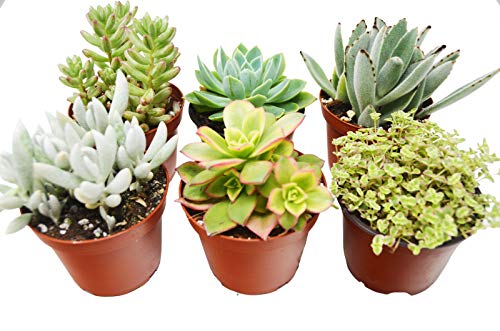 6 Succulent Variety Pack hp 001