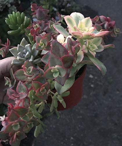 Assorted Succulents Variety PackWedding Favors in 4 Pot - Live Rooted - Gardening - N2