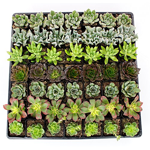 Bulk Succulents - Set of 15 Assorted Live 225 Exotic Succulents - Variety Pack of Unique Succulents in Soil with Black Plastic Planters for Party Favors Wedding Favors Corporate Office Gift