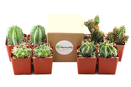 Shop Succulents  Cool Cactus Live Succulent Plants Hand Selected Variety Pack of Cacti in 25 pots  Collection of 8