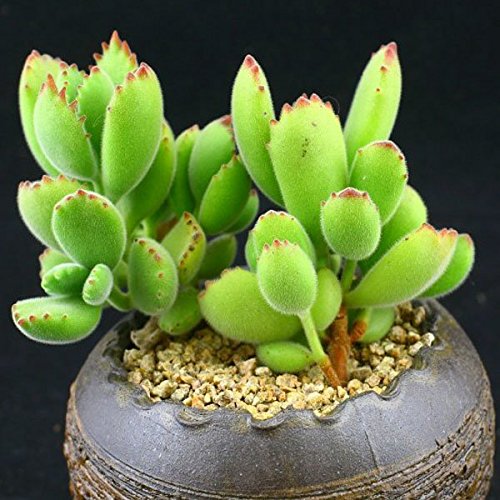 150pcs Cotyledon Tomentosa Seeds Garden Succulent Plants Potting