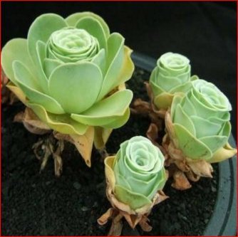 150pcs Greenovia Seeds Garden Succulent Plants Potting By Hong95store