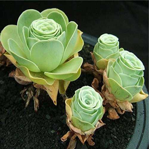 150pcs Greenovia Seeds Garden Succulent Plants Potting