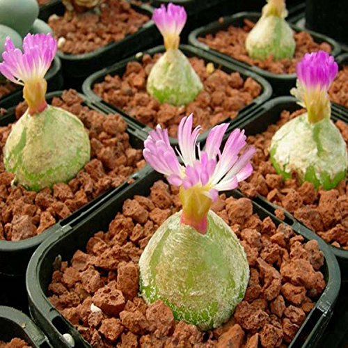 40pcs Conophytum Burgeri Seeds Succulent Plants Potting  40pcs Conophytum Semillas Burgeri Plantas Suculentas