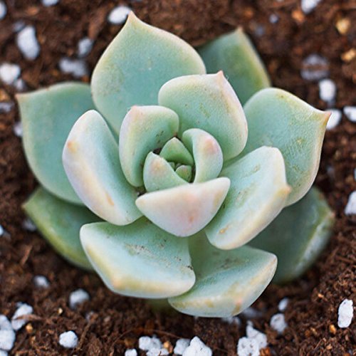 40pcs Graptoveria Titubans Seeds Succulent Plants White Peony Potting