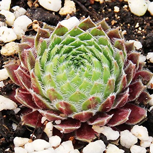 40pcs Houseleek Seeds Sempervivum Succulent Plants Potting