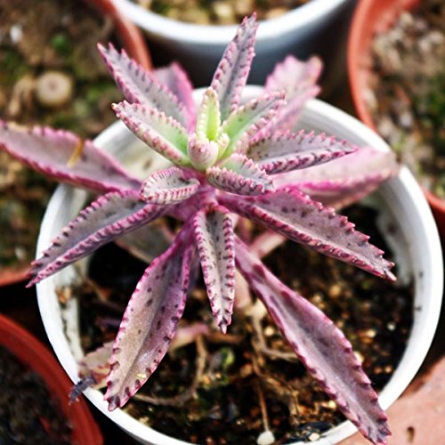 60pcs Kalanchoe Daigremontian Hybrid Seeds Succulent Plants Potting  60pcs Kalanchoe Semillas H&iacutebridas Daigremontian