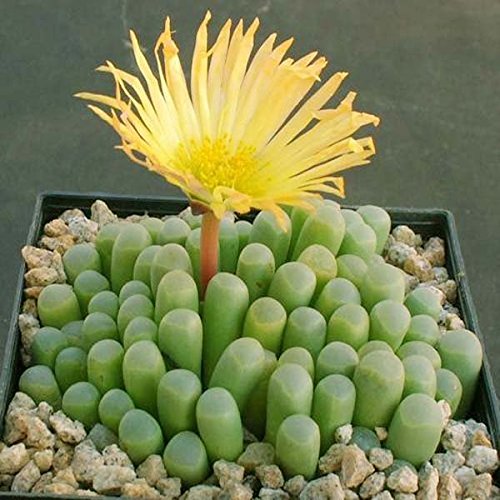 Easyshop 100pcs Fenestraria Aurantiaca Seeds Garden Succulent Plants Potting