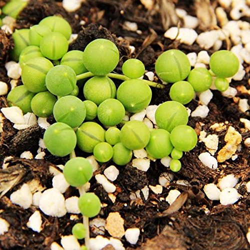 Easyshop 40pcs Pearl Chlorophytum Seeds Succulent Plants Desktop Potting