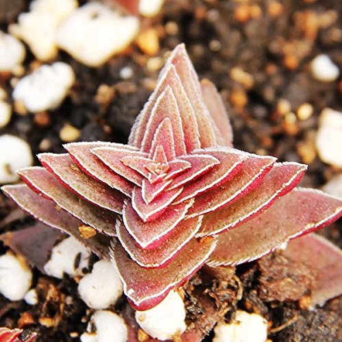 Saver 40pcs Crassula Corymbulosa Seeds Succulent Plants Potting