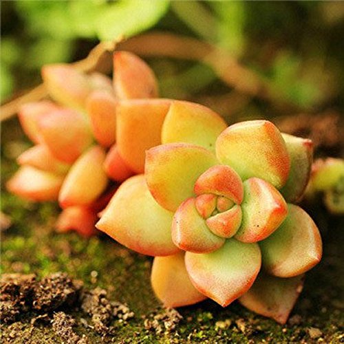 Saver 40pcs Sedum Adolphii Seeds Succulent Plants Desktop Potting