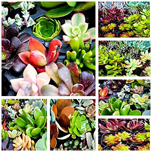 10 Assorted Succulent Cuttings ~ No 2 Cuttings Alike