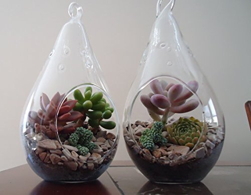 2 Pack Succulent Terrariums-Lg Tear Drop Terrariums W Plants