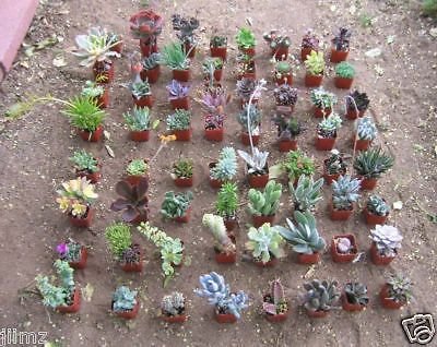 36 Misc Succulents In 2&quotpots From Jiimz Gotcacti Inc Ca Licenced Nursery