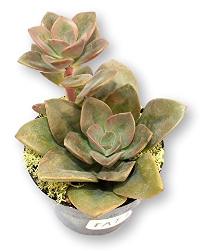 4 Pack 2 Succulent Collection-Easy care Varieties