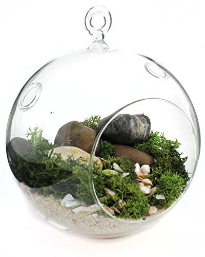 65-inch Hanging Glass Terrariums For Succulents And Air Plants Large Glass Orb Planters set Of 2