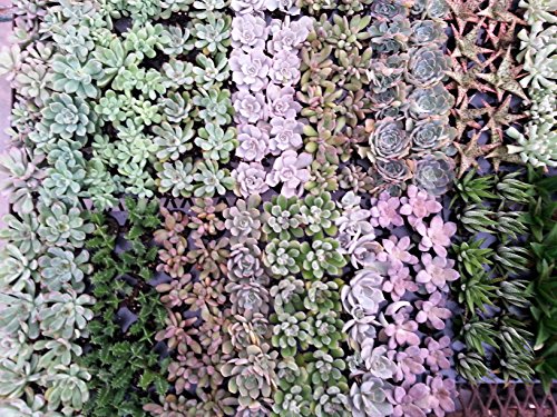Air Flora Succulent 2 Mix Growers Choice Small Mix Colors
