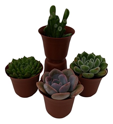 Mickys Minis 2 Succulents Mini Green