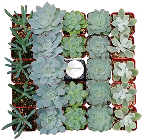 Shop Succulents Assorted Succulent Collection of 32