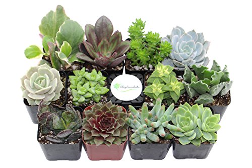 Shop Succulents Unique Succulent Collection of 12