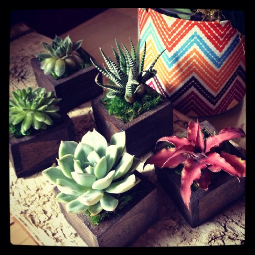 Succulent in a tiny wooden box for Home Decor or WeddingEvent favor 2x2