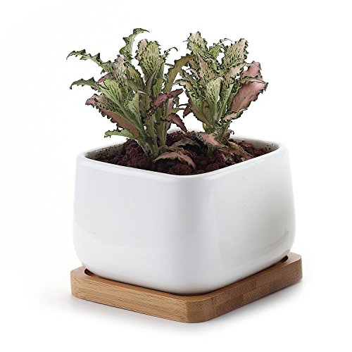 T4U 375 Inch Ceramic White Square NO2 succulent Plant PotCactus Plant Pot With Bamboo Tray