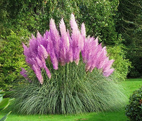 REAL 150 SEEDS ORNAMENTAL GRASS PAMPAS Seeds PINK PURPLE Cortaderia selloana - tested germination