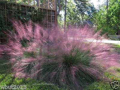10 Pink Muhly Ornamental Grass Seeds Known As Hairawn Muhly Grass or Gulf Muhly