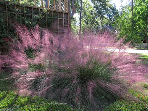 10 Pink Muhly Ornamental Grass Seedsknown As Hairawn Muhly Grass or Gulf Muhly