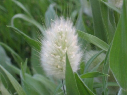 100 Bunny Tails Grass hares Tail Ornamental Lagurus Ovatus Seeds