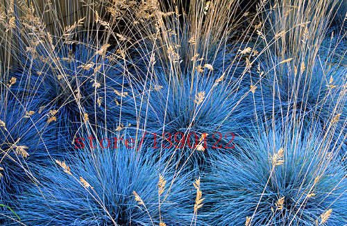 100 pcs BLUE FESCUE Fesnea Glauca Ornamental Grass perennial hardy ornamental beautiful grass 2015 new seeds for home garden