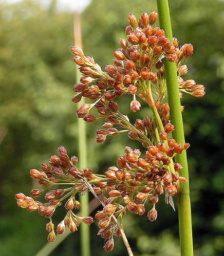 1000 Soft Rush common Rush Juncus Effusus Ornamental Grass Seeds