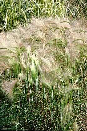 200 SQUIRREL TAIL GRASS Foxtail Barley Hordeum Jubatum Ornamental Seeds