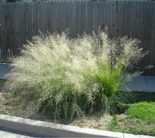 200 Weeping Love Grass Ornamental Love Grass Eragrostis Curvula Flower Seeds comb Sh