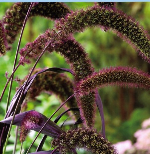 25 Red Jewel Millet Setaria Italica Ornamental Grass Flower Seeds comb Sh