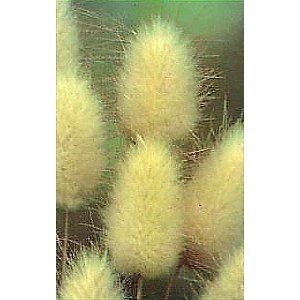 Bunny Tails Ornamental Grass - 20 Seeds 250 mg