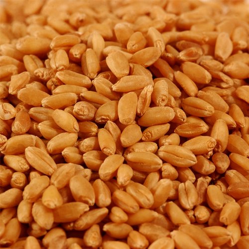 Certified Organic Hard Red Wheat - 5 Lbs - PowerGrow Systems Brand Wheatgrass Seed - Grow Wheatgrass to Juice Sprouting Seed Grinding Baking Wheat Grow Ornamental Grass More Excellent Food Storage and Very High Germination Rate