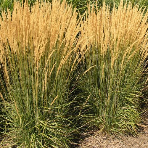 Feather Reed Grass Karl Foerster Calamagrostis 4 Inch Container  Ornamental Grass Drought Tolerant
