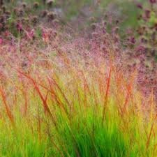 HG Panicum Virgatum Dacotah Switch Ornamental Grass - 15 Seeds