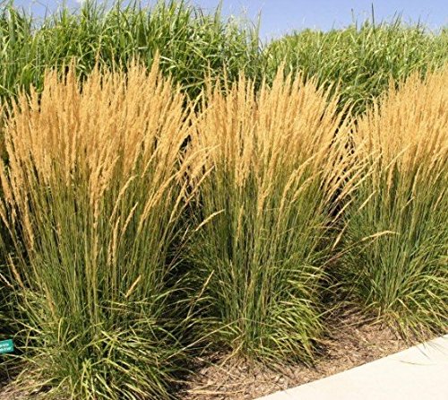 Karl Foerster Ornamental Feather Reed Grass - Live Plant - 4 Inch Pot