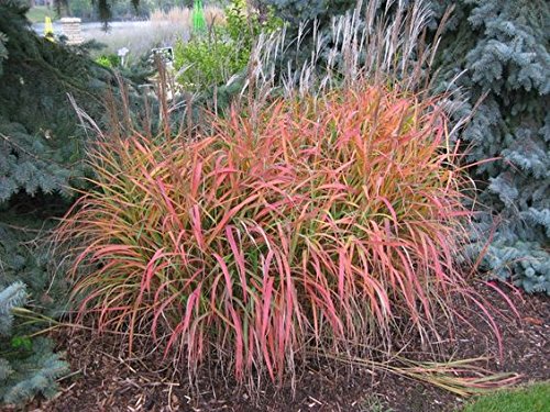 NEW 30 MISCANTHUS FLAME GRASS ORNAMENTAL GRASS  HARDY PERENNIAL