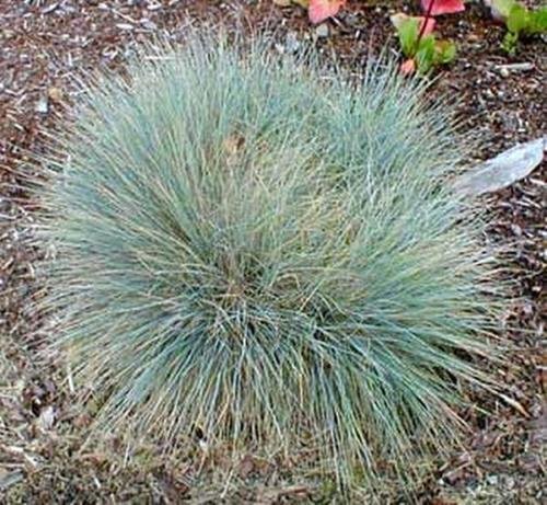 Ornamental Grass Seed - Fescue Elijah Blue Seeds