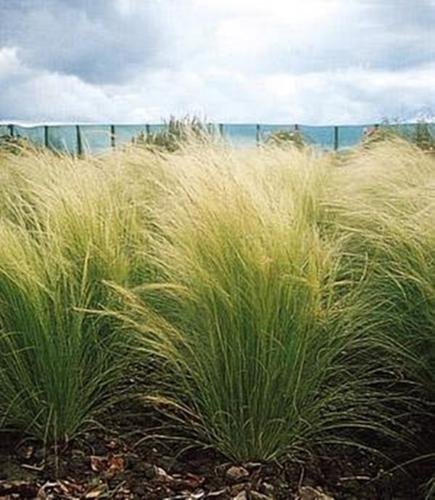 Ornamental Grass Seed - Stipa Tenuissima Pony Tails Seeds